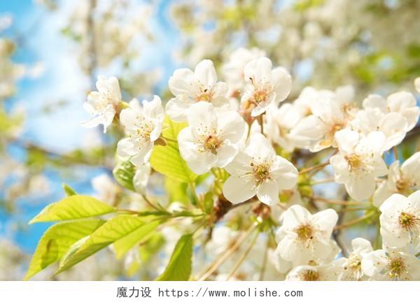 蓝天樱花背景白色樱花特写传统二十四节气24节气春分